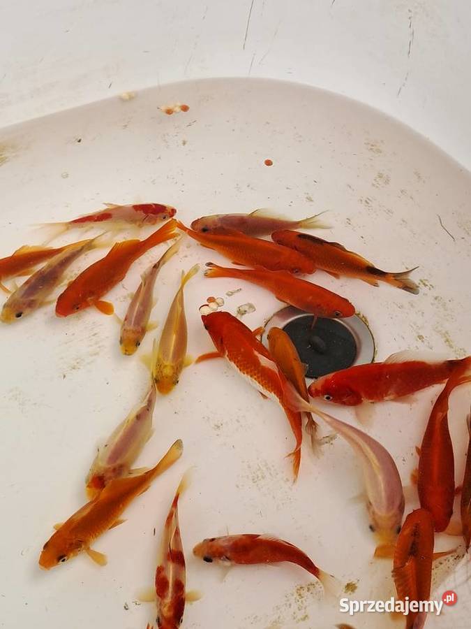 Karaś karp koi ozdobne rybki do oczka