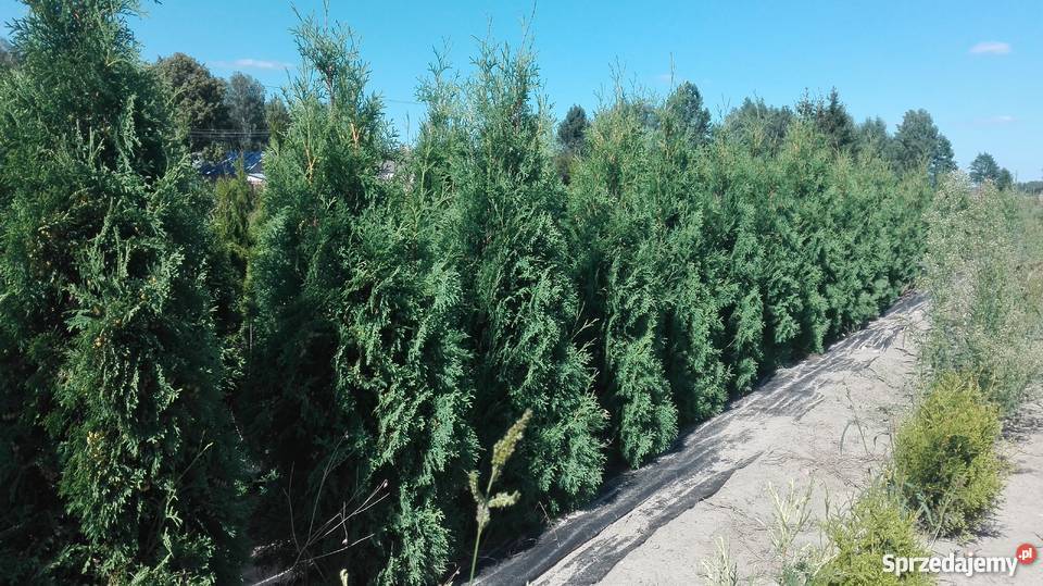 Tuja kolumnowa Malonyana sadzonka 160 z gruntu