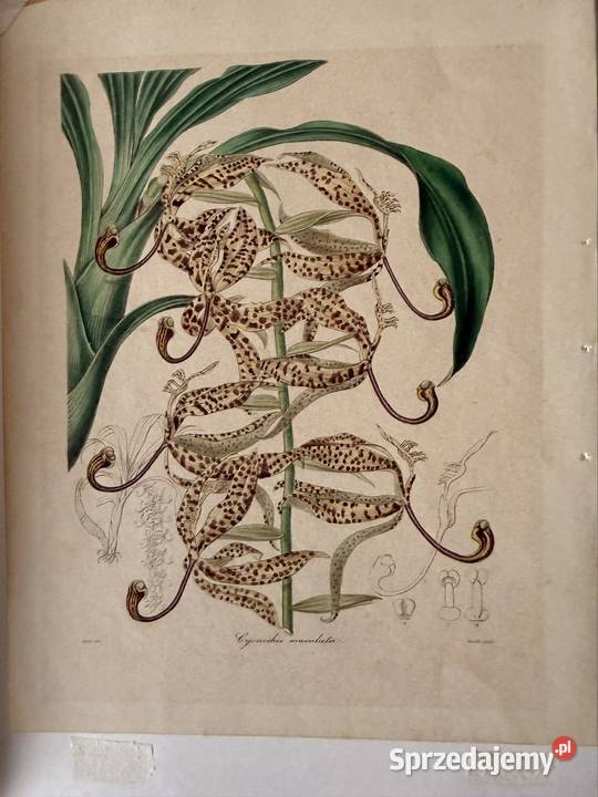 Antyczna rycina botaniczna staloryt XIX w Czerwionka-Leszczyny sprzedam