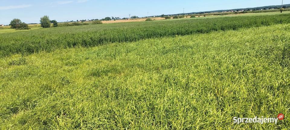 Sprzedam bele lucerna z trawą Barenbrug Trawy, słoma Produkcja roślinna Wymysły