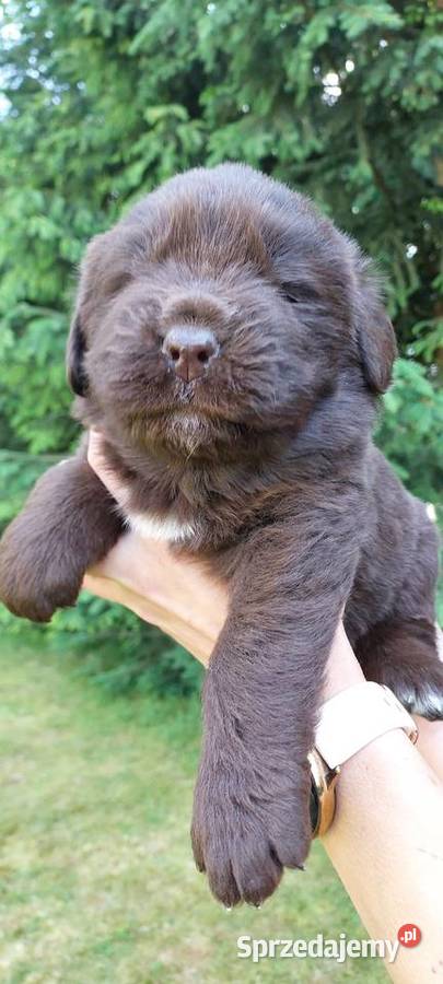 Nowofundland szczeniaki czekoladowe Mycielin