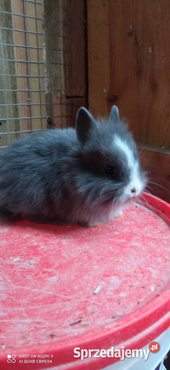 Sprzedam króliki miniaturki Tarzymiechy Trzecie sprzedam