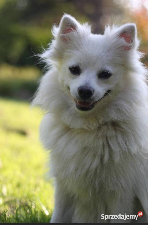 Cudny Szpic niemiecki