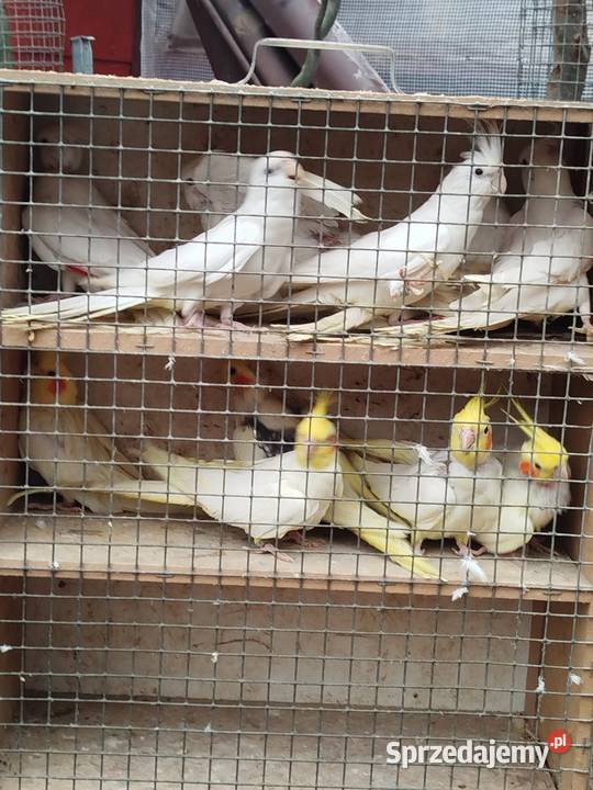 SprzedamZamienię Nimfy Faliste Bukowiec