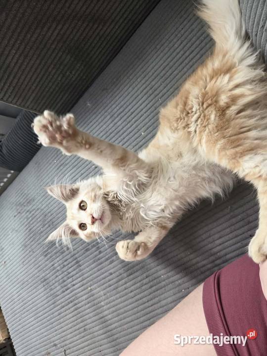 Gandalf Maine Coon Starogard Gdański sprzedam