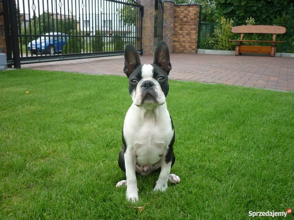Boston Terrier szczenięta FCI Oświęcim