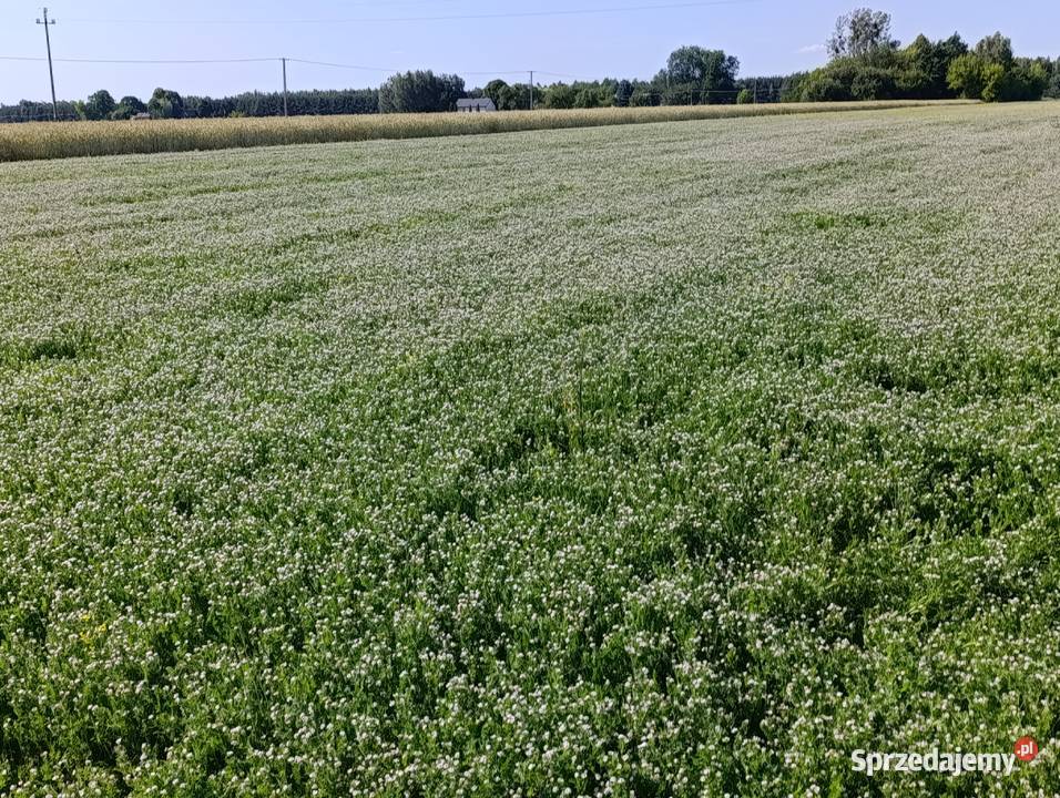 Seradela z sezonu 2025 15 t Rośliny pastewne