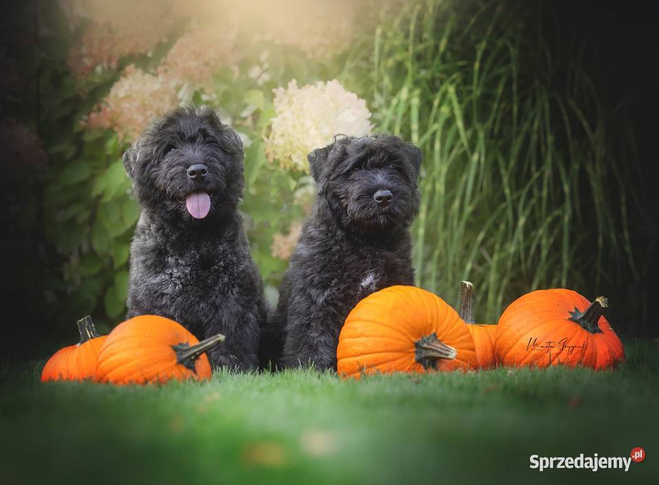 Bouvier des Flandres szczenięta