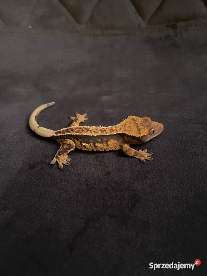 Gekon orzęsiony ciliatus crested gecko samica Wrocław