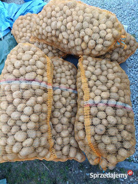Ziemniaki większy sadzeniak 200 Denar Łask