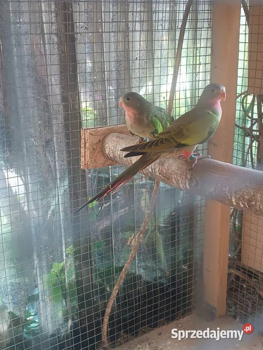 Księżniczka walli Żory sprzedam