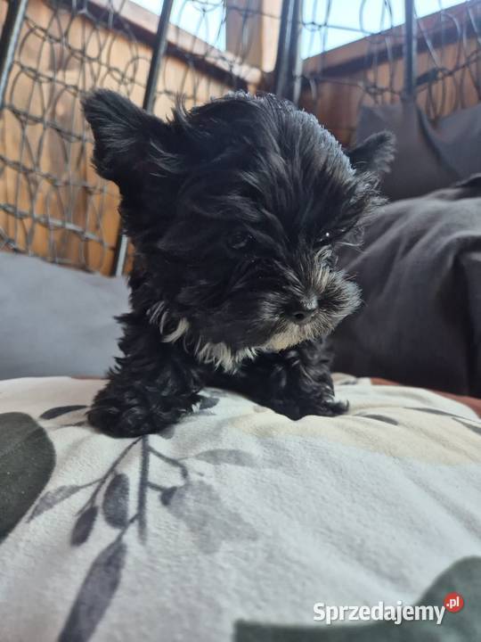 York terrier Black piesek Kazimierz Dolny