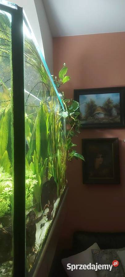 Roślina akwariowa mazowieckie Mińsk Mazowiecki sprzedam