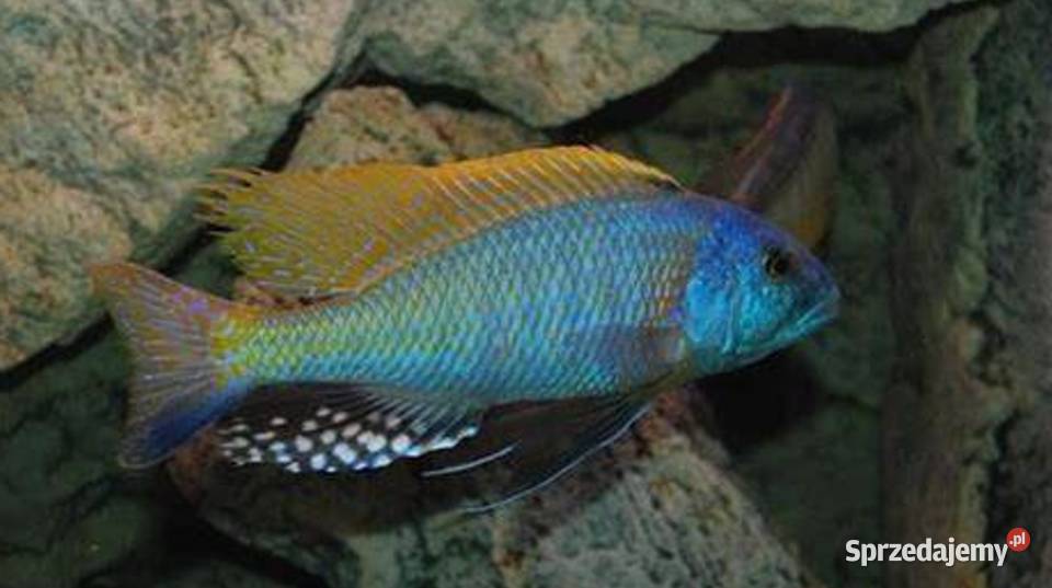 Buccochromis rhoadesii PYSZCZAKI WYSYŁAMY