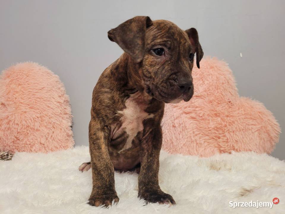 Cudny Szczeniak American Stafford Terier Amstaff Kraków
