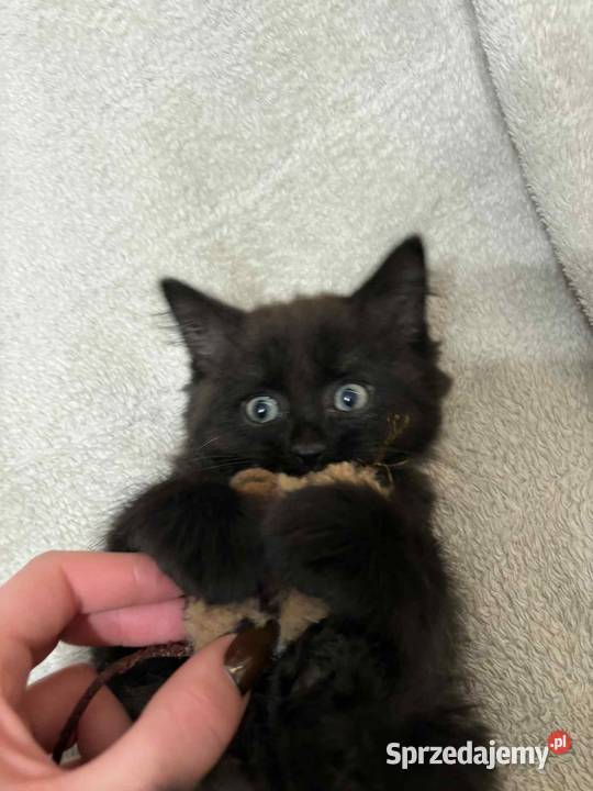 SPRZEDAM KOTA SYBERYJSKIEGO SAMIEC lubelskie Szastarka