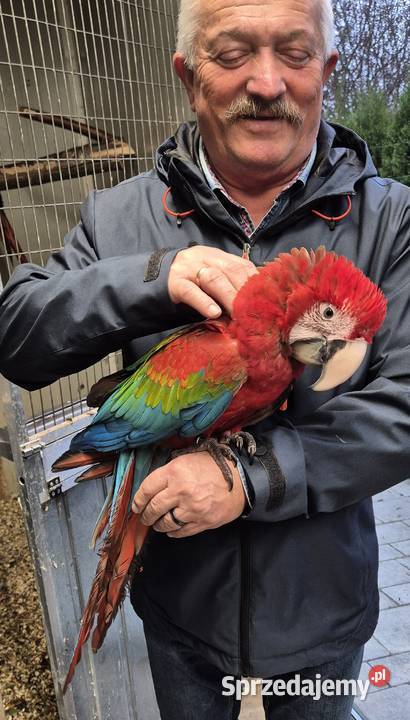 Ara chloroptera samica 6 miesiecy dolnośląskie
