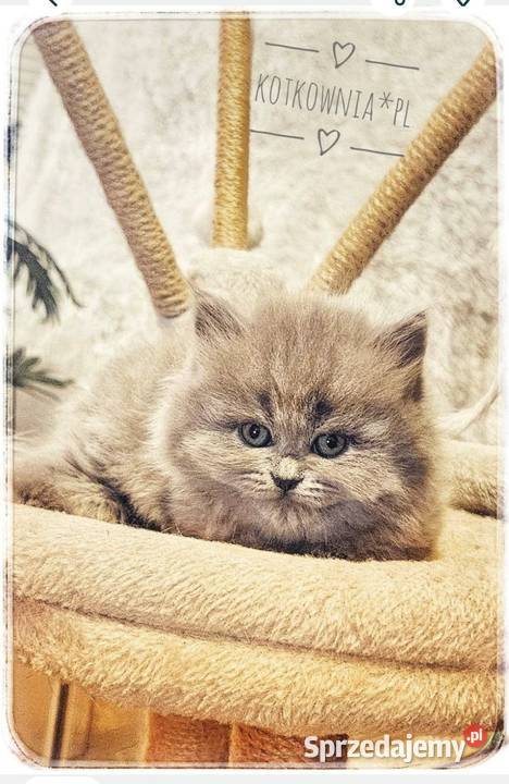 Kotek brytyjski długowłosy Słodziak opolskie Jełowa