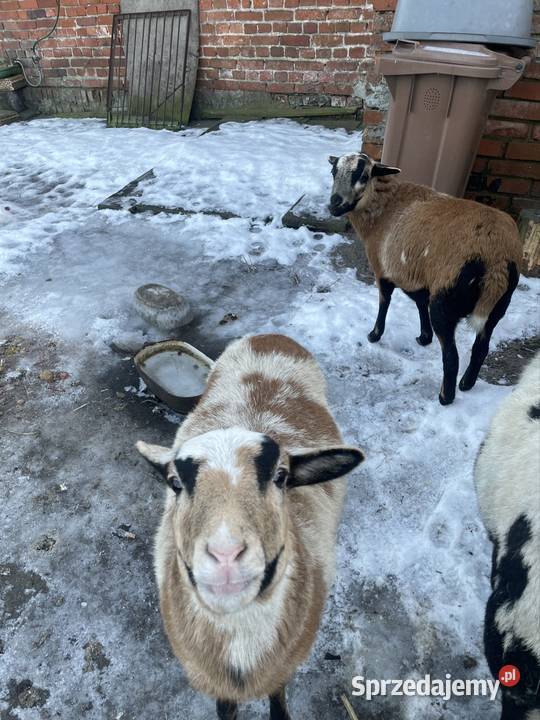 Dwie owieczki kameruńskie