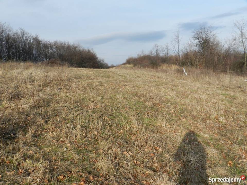 Kopysno pustka godna wypełnienia Kopysno