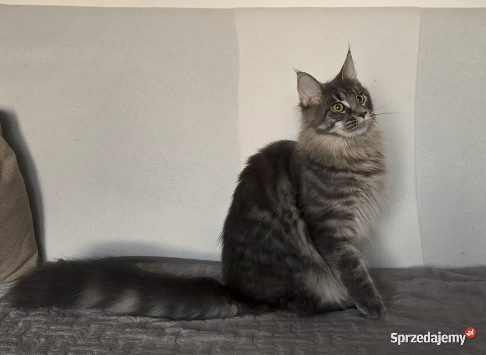 Koteczka Maine Coon Liri małopolskie Kraków sprzedam