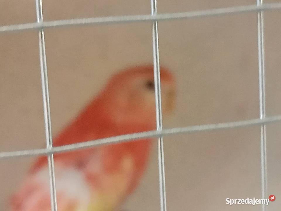 Lilianki papugi Strzelce Opolskie sprzedam