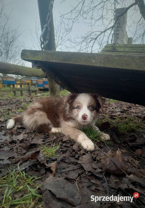 Border collie szczeniaki