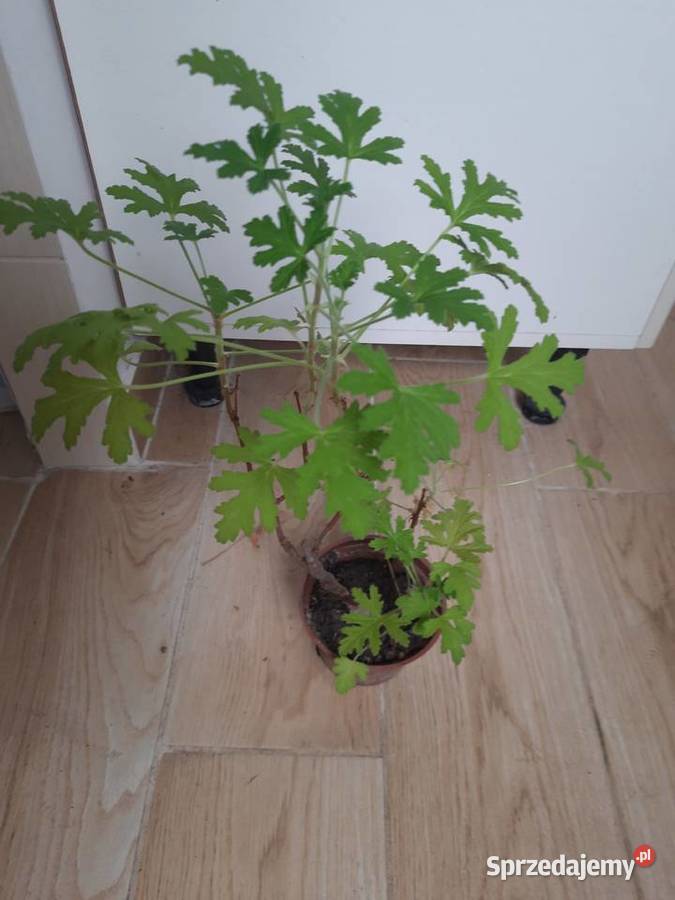 Geranium anginka cytrynka lecznicza roślina w Morąg sprzedam