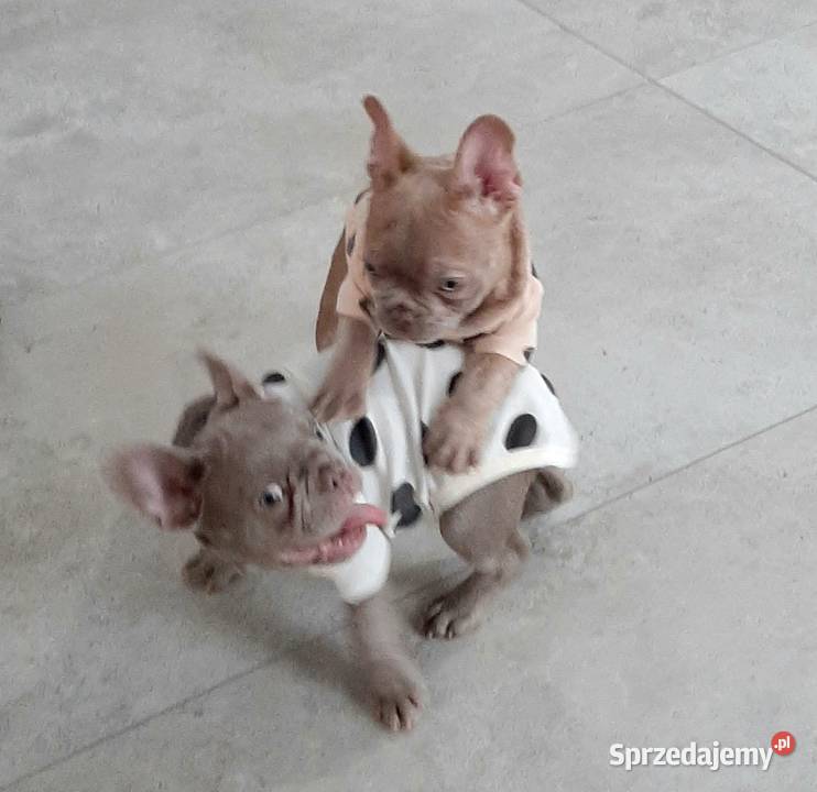 Buldog francuski piesek isabella Buldog Pabianice