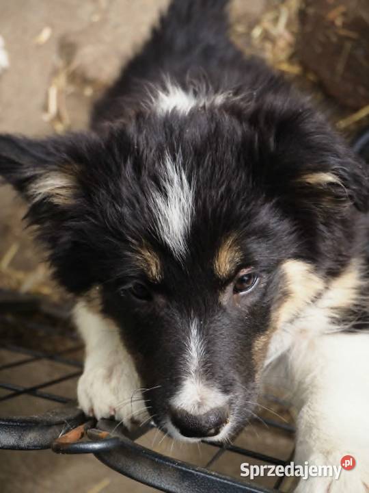 Hodowla FCI oferuje szczenięta border collie Milanówek