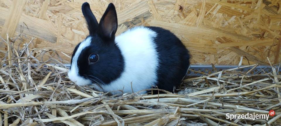 Króliczki miniaturki