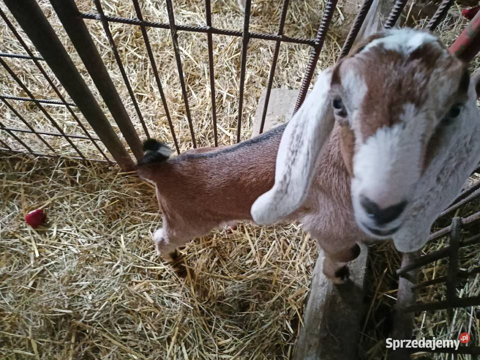 Koziołek anglonubijski NOG dolnośląskie Świdnica
