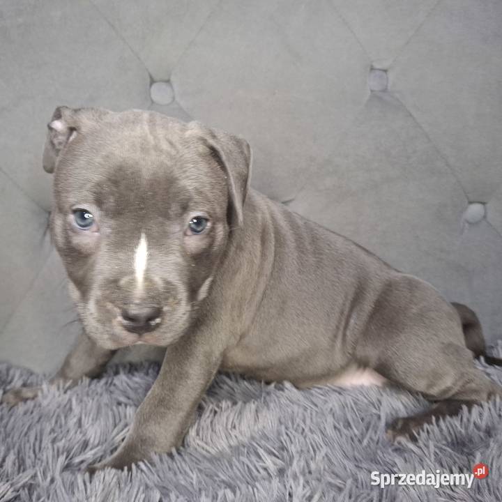 Amstaff szczeniak blue wyprawka metryka czip Grabów
