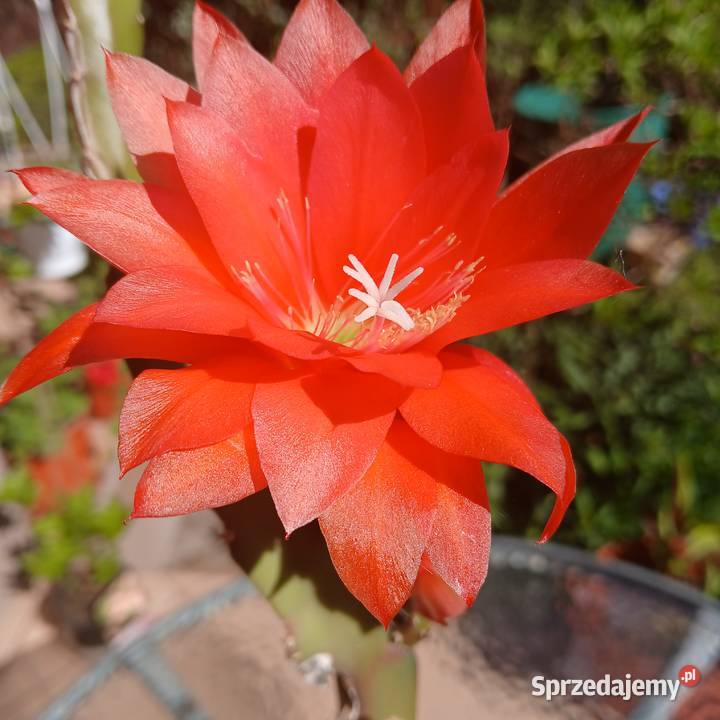 Epiphyllum kaktus kwitnący epifilum Nowy Sącz