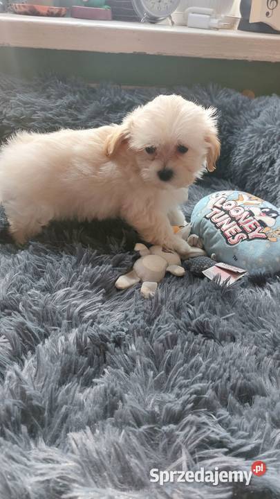 Maltipoo szczeniaczki suczki Ciechanów