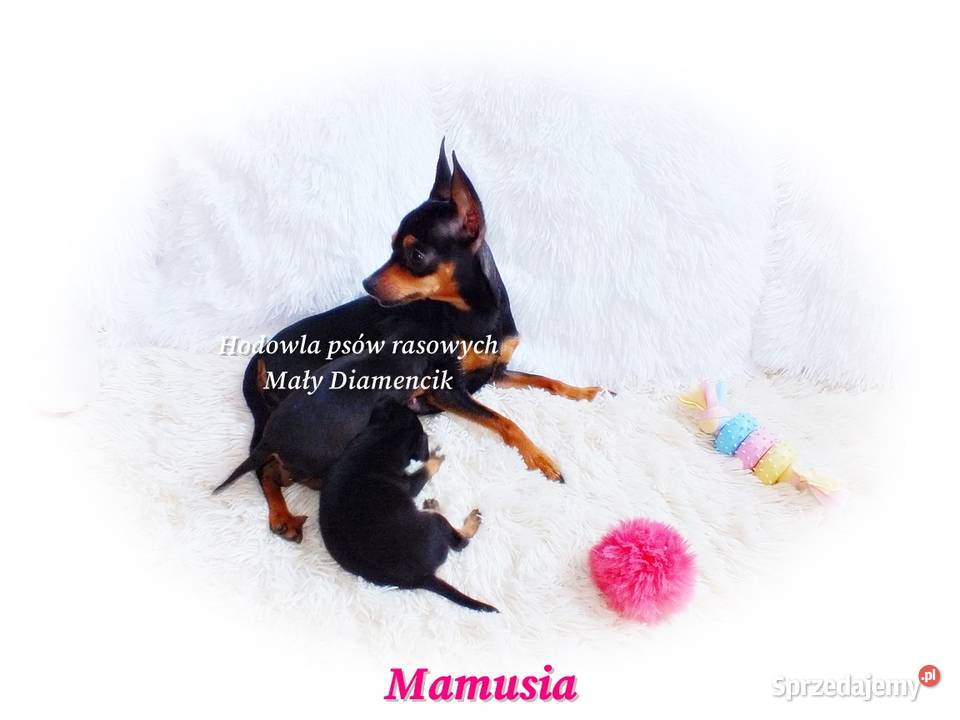 Malutki Piesek MAJKI Pinczer miniaturowy sprzedam