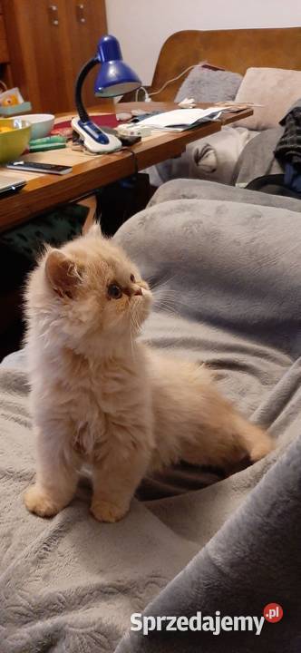 Kotykotkikocięta Perskie Perski kujawsko-pomorskie