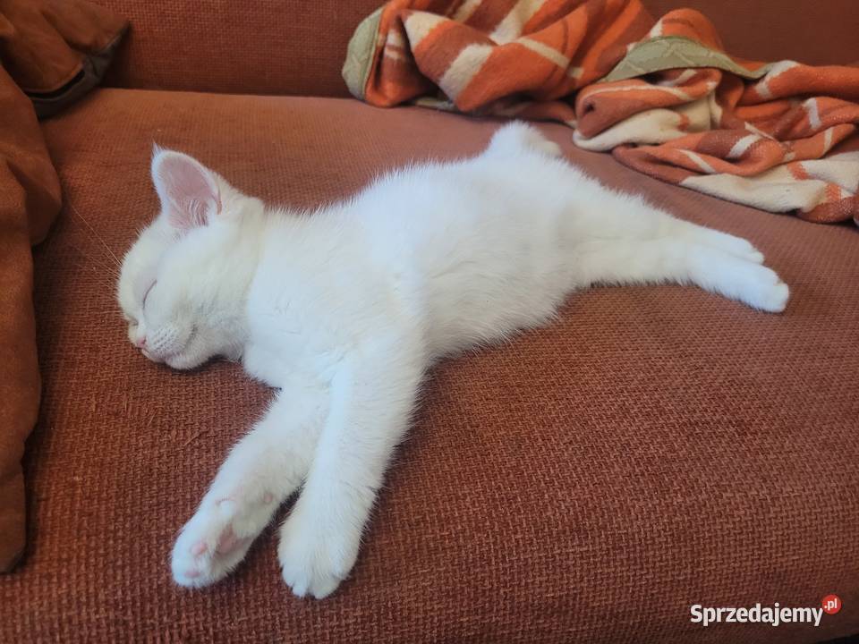 Kocięta Brytyjskie białe krótkowłose Felis Łuków