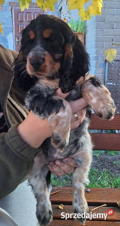 Cocker spaniel angielski kujawsko-pomorskie