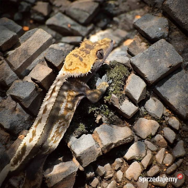 Młody gekon orzęsiony