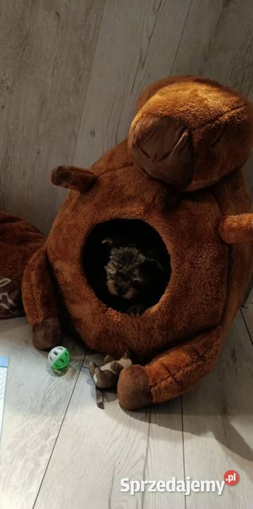 Szenieta z rodowodem ZKwP York sprzedam