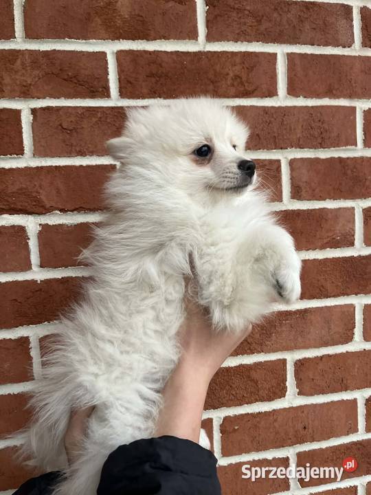 szpic miniaturowy chłopiec Skalbmierz sprzedam