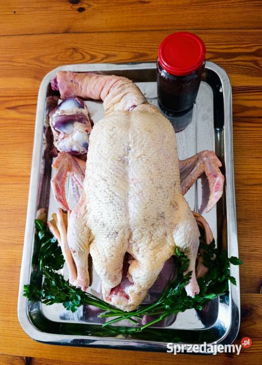 Tuszka kaczki Pekin Płońsk