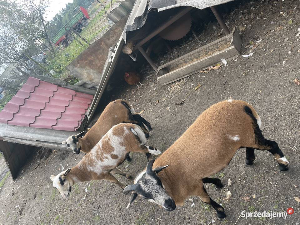 Sprzedam owce Kamerunskie Rolnictwo sprzedam