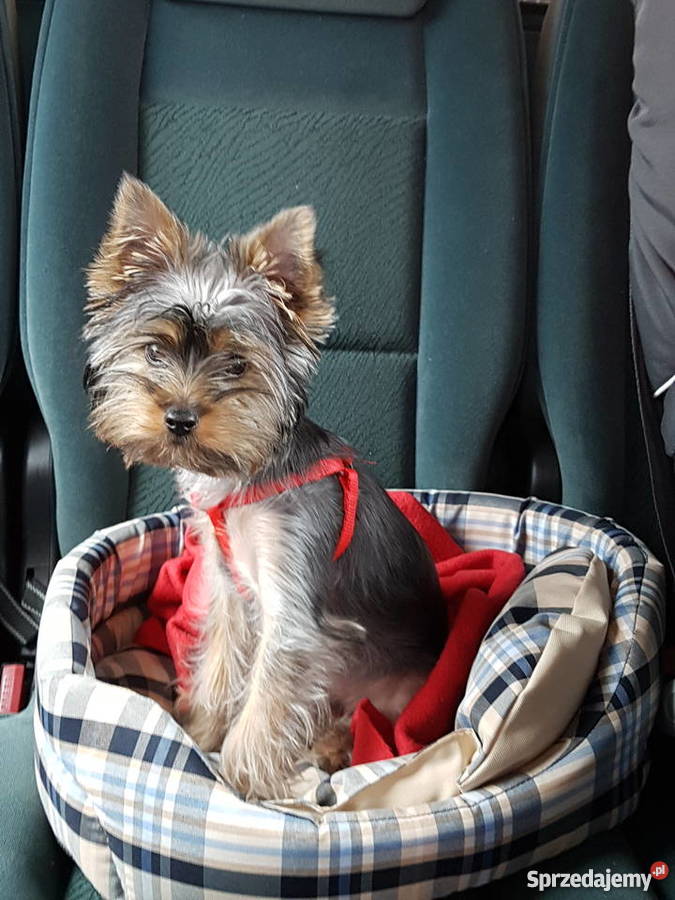 SPRZEDAM YORKA 4 MIESIĘCZNEGO York Warszawa