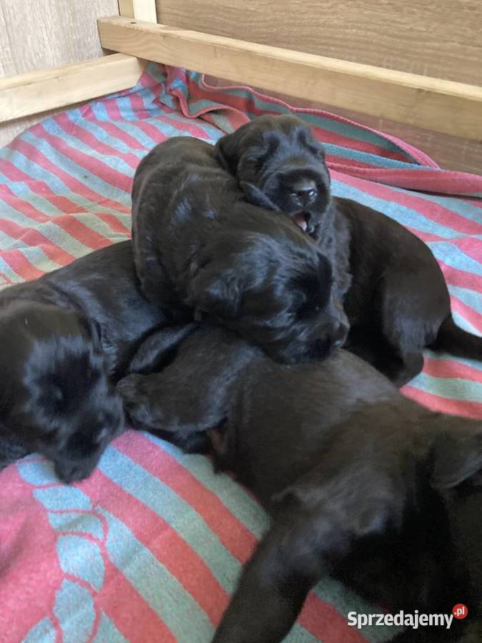 Sznaucer olbrzym szczenię lubuskie Nowa Sól