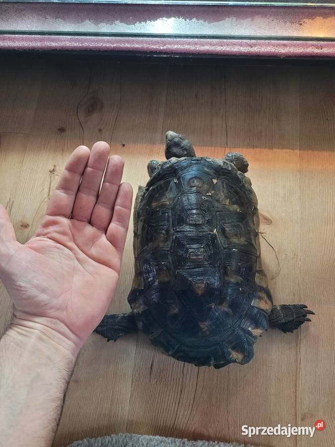 Żółw Obrzeżony samiec wielkopolskie