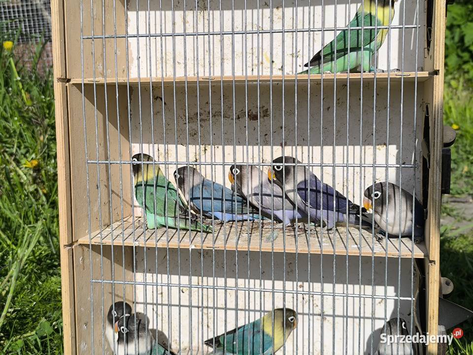 Nierozłączki czarnogłowe Mlode z 2026