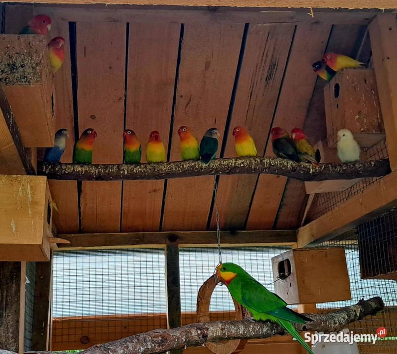 Papugi Rudosterki Zator sprzedam