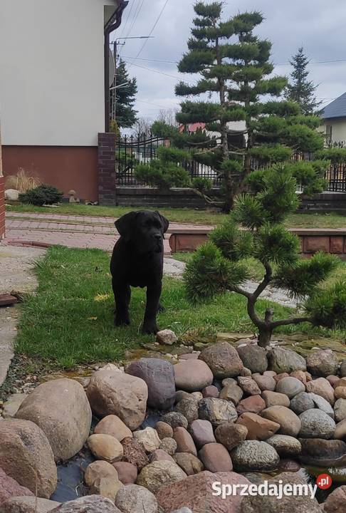Przycinanie bonsai ciecie strych krzewów pod Chęciny sprzedam